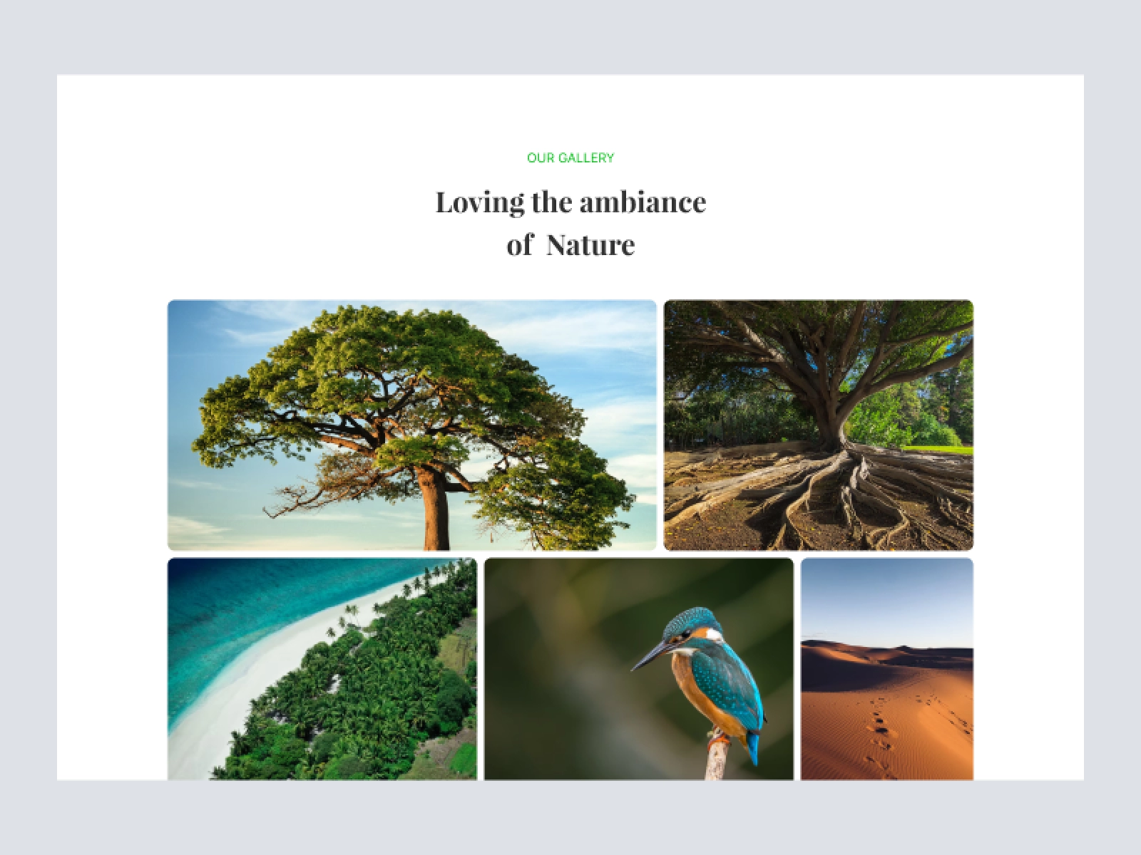 Digital Nursery - Nature Landing Page for Adobe XD - screen 6